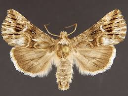 Attēlu rezultāti vaicājumam “Calophasia lunula larva”