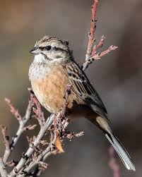 Image result for Emberiza cia