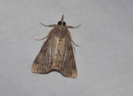 Attēlu rezultāti vaicājumam “Hypena crassalis”