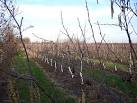 These are recently planted apple trees. - via Daymix