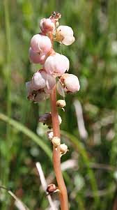Attēlu rezultāti vaicājumam “Pyrola minor bud”
