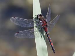 Attēlu rezultāti vaicājumam “Leucorrhinia”