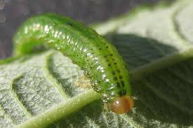 Attēlu rezultāti vaicājumam “Argidae larva”