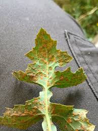 Attēlu rezultāti vaicājumam “Coleosporium sp.”