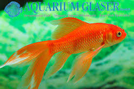 Attēlu rezultāti vaicājumam “Carassius auratus”