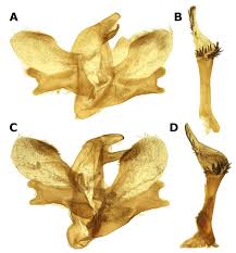 Attēlu rezultāti vaicājumam “Laothoe amurensis”