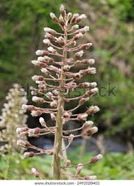 Attēlu rezultāti vaicājumam “Petasites hybridus flower”
