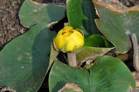 Attēlu rezultāti vaicājumam “Nuphar lutea flower”
