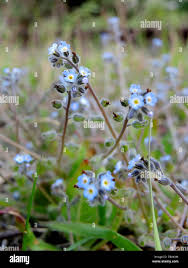 Attēlu rezultāti vaicājumam “Myosotis ramosissima flower”