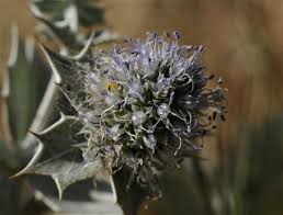 Attēlu rezultāti vaicājumam “Eryngium maritimum bud”