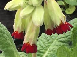 Attēlu rezultāti vaicājumam “Primula veris var. rubra”