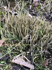 Attēlu rezultāti vaicājumam “Cladonia cornuta”