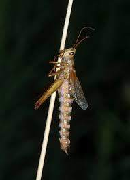 Attēlu rezultāti vaicājumam “Entomophaga grylli”