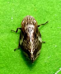 Attēlu rezultāti vaicājumam “Aphrophoridae”