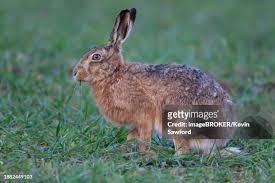 Attēlu rezultāti vaicājumam “Lepus europaeus adult”