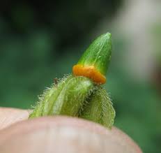 Attēlu rezultāti vaicājumam “Nicotiana tabacum fruit”
