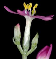 Image result for Centaurium erythraea
