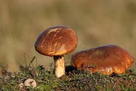 Attēlu rezultāti vaicājumam “Suillus luteus”