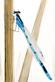 Attēlu rezultāti vaicājumam “Coenagrion puella”