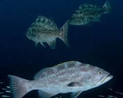 Image result for Mycteroperca interstitialis