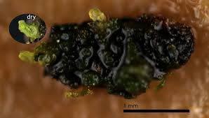 Attēlu rezultāti vaicājumam “Cephaloziella elachista macro”