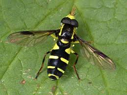 Attēlu rezultāti vaicājumam “Xanthogramma sp.”