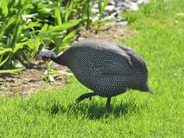 Attēlu rezultāti vaicājumam “Numida meleagris”