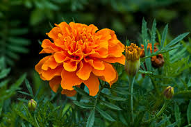 Attēlu rezultāti vaicājumam “Tagetes flower”