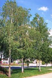 Attēlu rezultāti vaicājumam “Betula pendula”