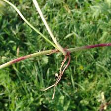 Attēlu rezultāti vaicājumam “Potentilla reptans”
