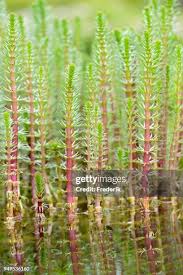 Attēlu rezultāti vaicājumam “Hippuris vulgaris leaf”