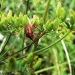 Attēlu rezultāti vaicājumam “Pastinaca sativa subsp. sylvestris fruit”