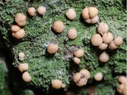 Attēlu rezultāti vaicājumam “Biatora sphaeroides”