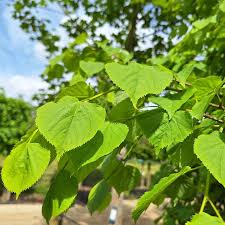 Attēlu rezultāti vaicājumam “Tilia cordata”