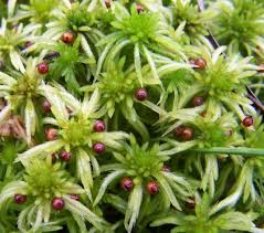 Attēlu rezultāti vaicājumam “Pseudobryum cinclidioides”