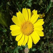 Image result for Chrysanthemum segetum