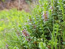 Attēlu rezultāti vaicājumam “Glaux maritima”