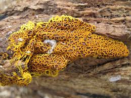 Attēlu rezultāti vaicājumam “Hemitrichia sordivesiculosa”