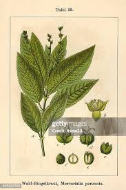 Attēlu rezultāti vaicājumam “Mercurialis perennis bud”