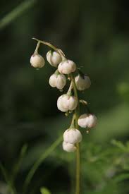 Attēlu rezultāti vaicājumam “Pyrola media”