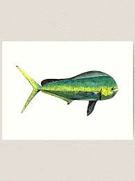 Image result for Coryphaena hippurus