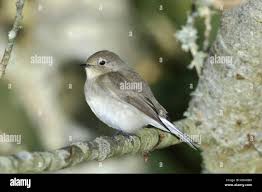 Image result for Ficedula albicilla