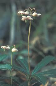 Attēlu rezultāti vaicājumam “Chimaphila umbellata flower”