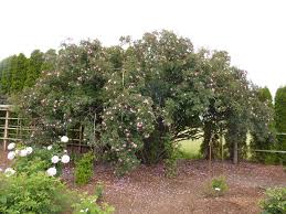 Attēlu rezultāti vaicājumam “Rosa glauca”