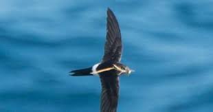 Image result for Apus pacificus