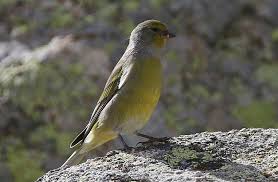 Image result for Carduelis citrinella