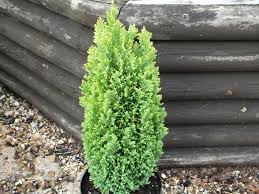 Attēlu rezultāti vaicājumam “Chamaecyparis lawsoniana”