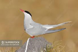 Attēlu rezultāti vaicājumam “Sterna”