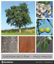 Attēlu rezultāti vaicājumam “Pyrus pyraster”