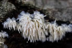 Attēlu rezultāti vaicājumam “Radulomyces confluens”